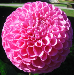 Dahlia ' 20TH AVE OLD MAJOR '  (S.B.)  Gibson  USA  2022  National Capital D. S. Mid Atlantic Trial Garden 2022  (David Brown)